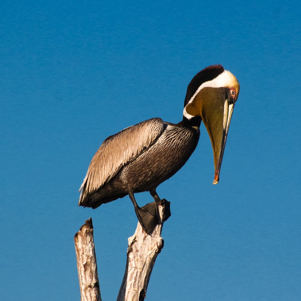 Bahía de Jiquilisco — 
