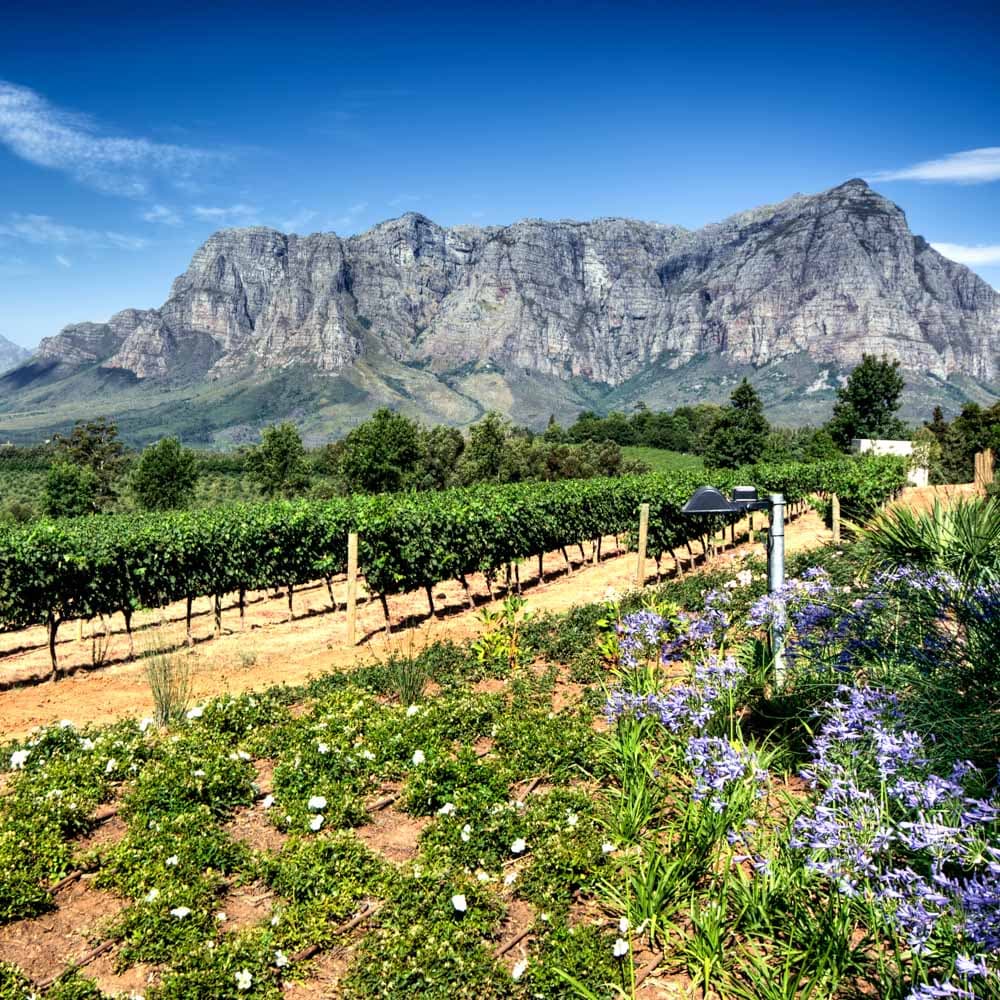 Stellenbosch Wineries — 