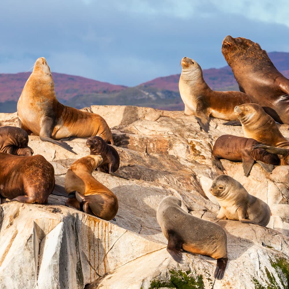 Beagle Channel, Ushuaia — 