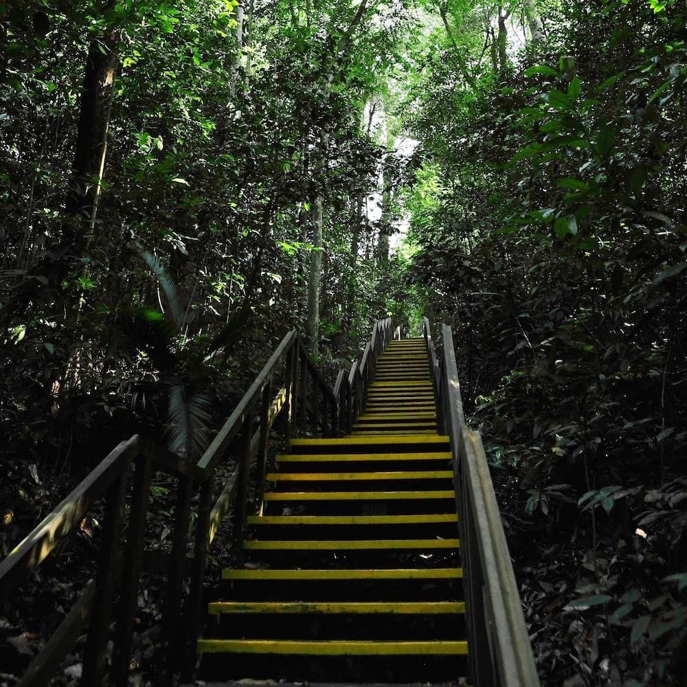 TreeTop Walk — Singapore, Asia