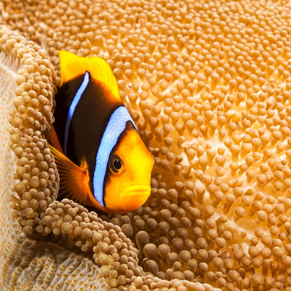 Big Drop Off — Palau, Oceania