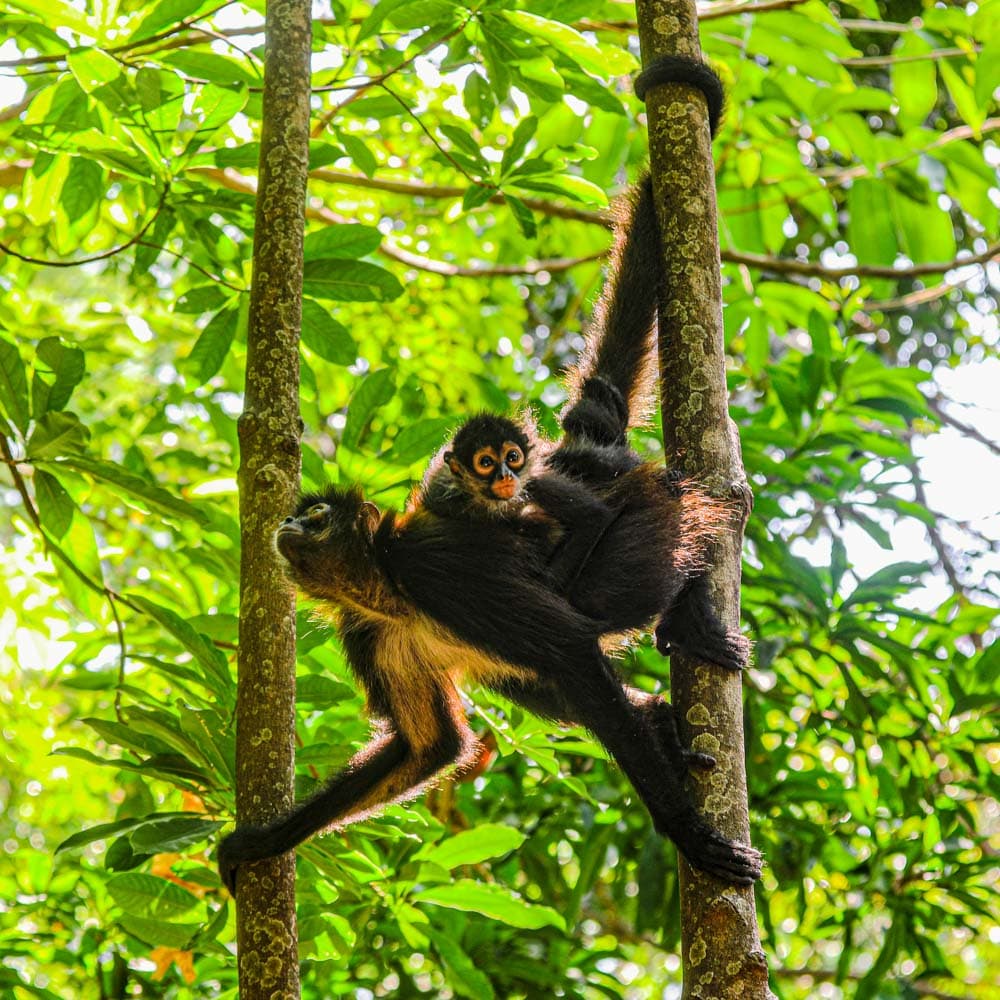 Bosque de Chaguantique — 
