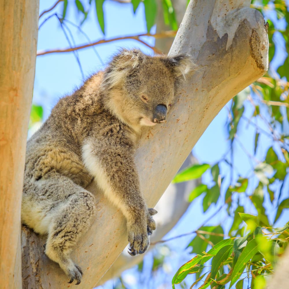Yanchep National Park — Western Australia, Australia, Oceania