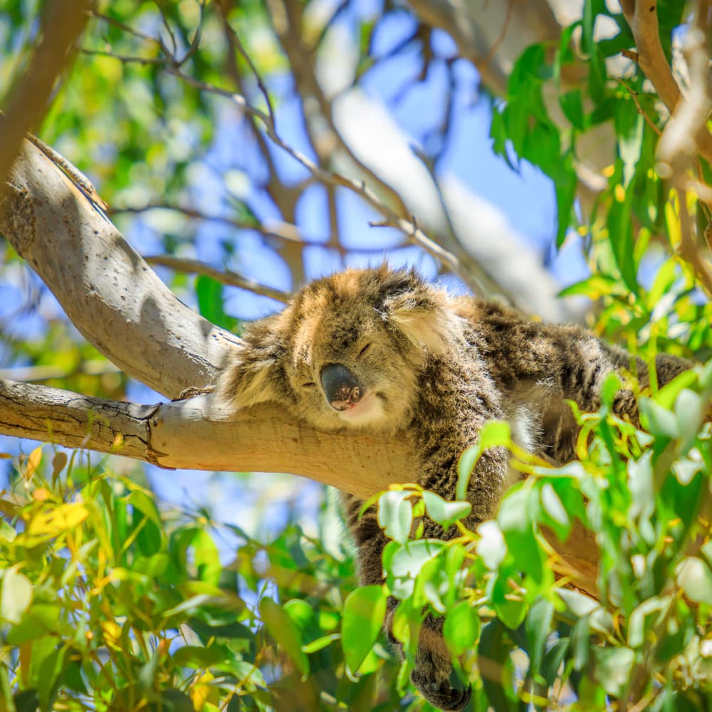 Yanchep National Park — 