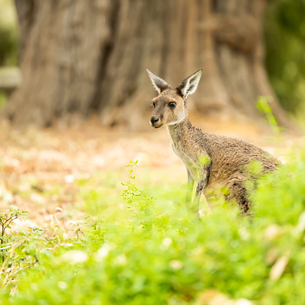 Yanchep National Park — 