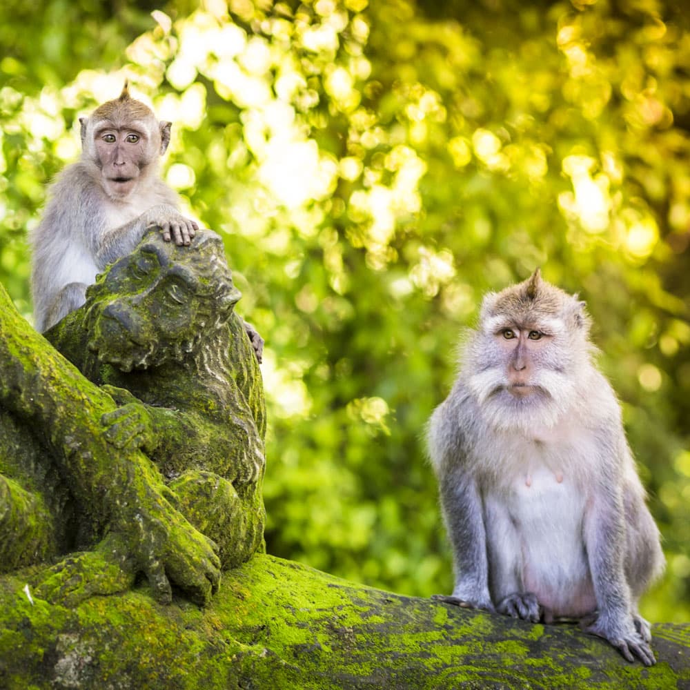 Ubud Monkey Forest — 