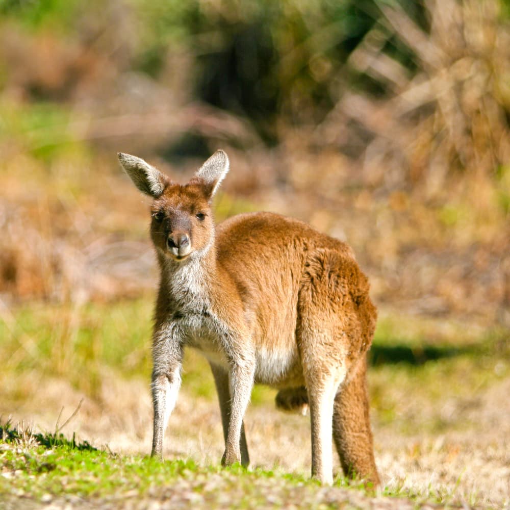 Yanchep National Park — 