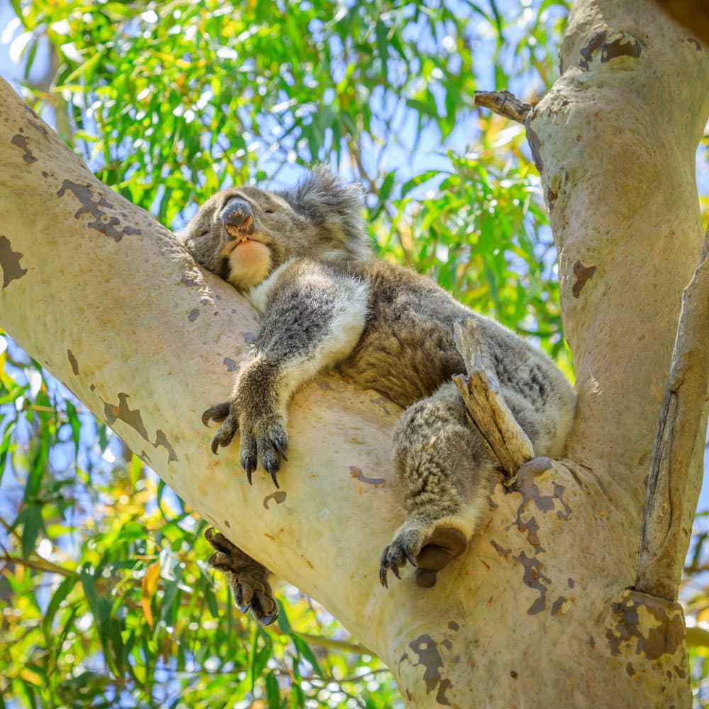 Yanchep National Park — 