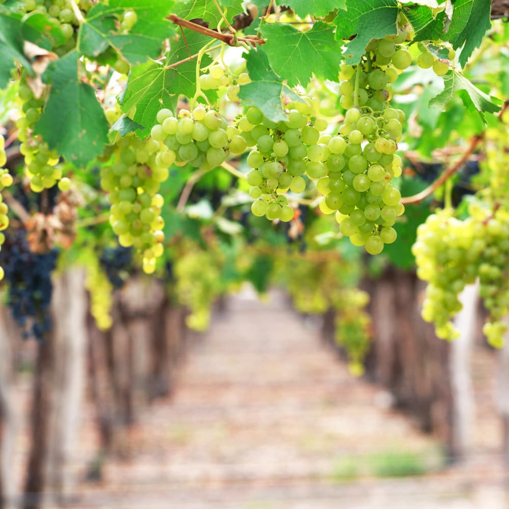 Cafayate Vineyards — 