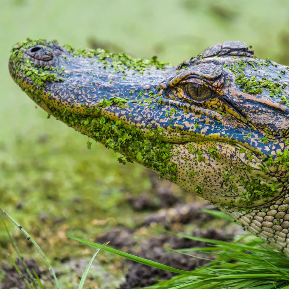 ACE Basin National Wildlife Refuge — South Carolina, United States, North America