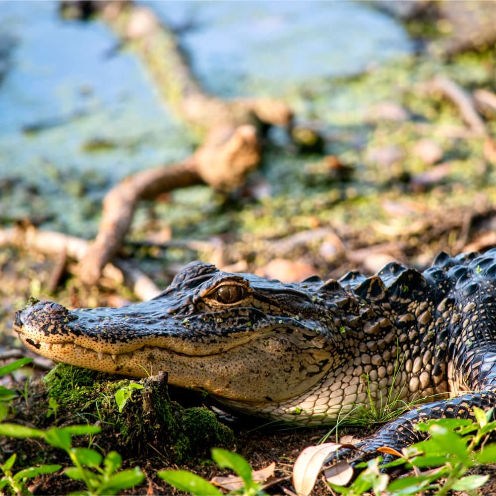 ACE Basin National Wildlife Refuge — 