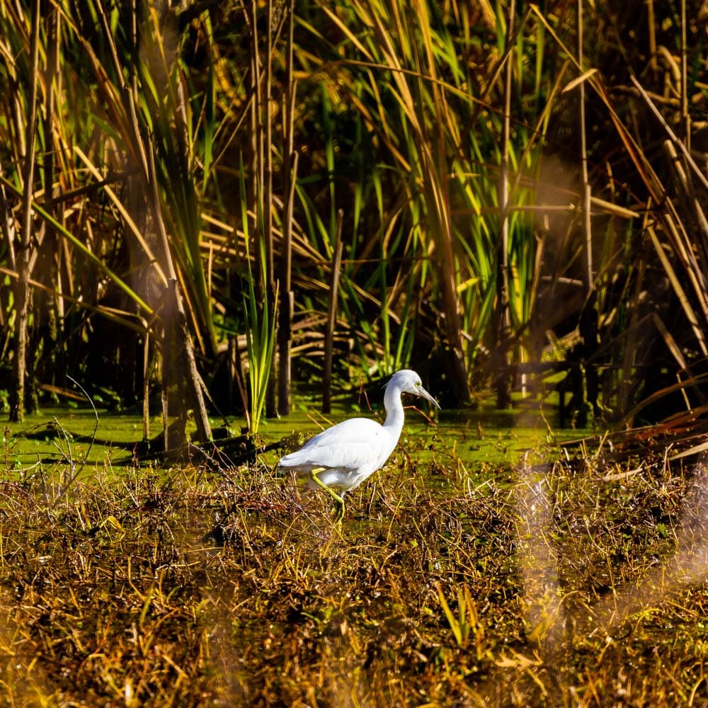 ACE Basin National Wildlife Refuge — 