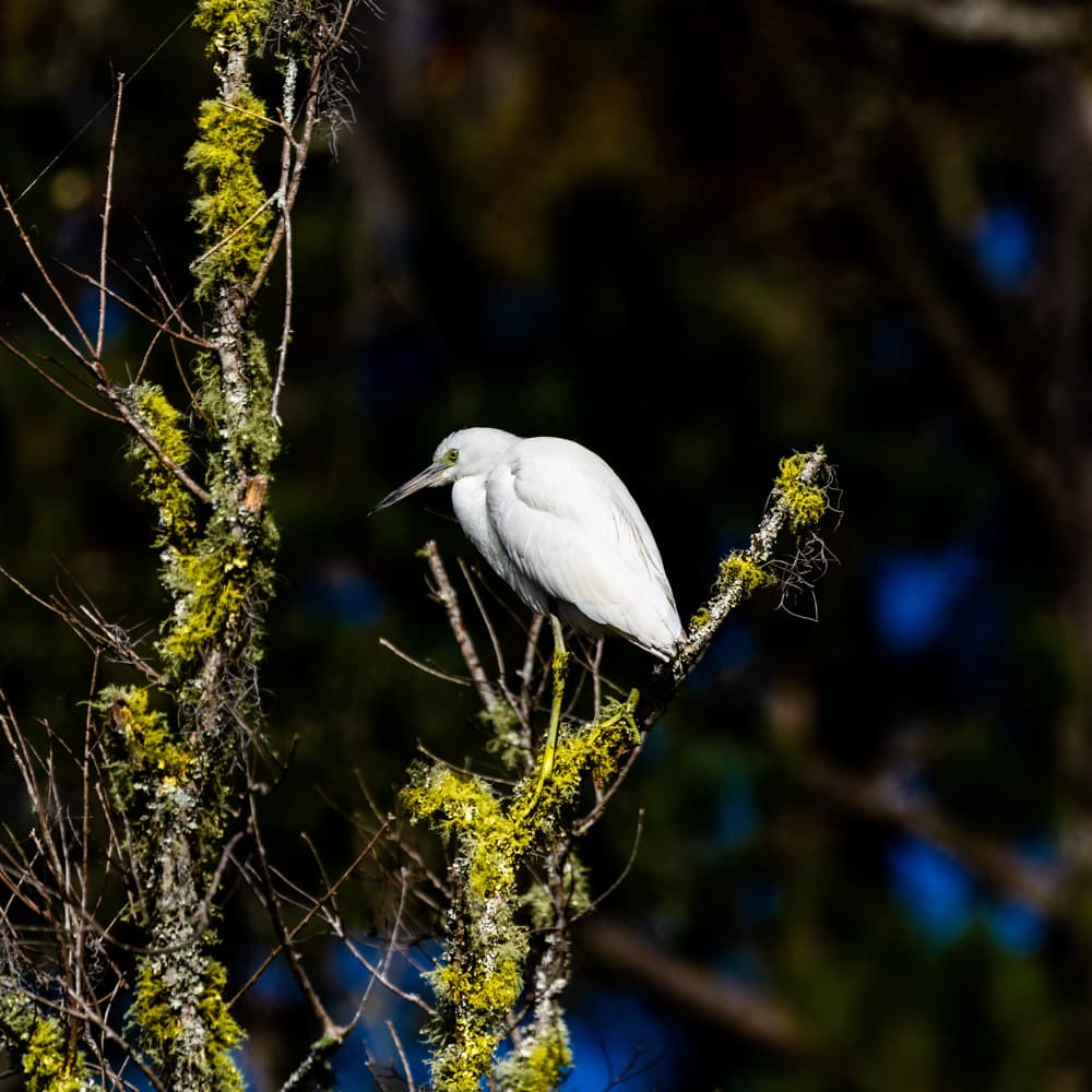 ACE Basin National Wildlife Refuge — 