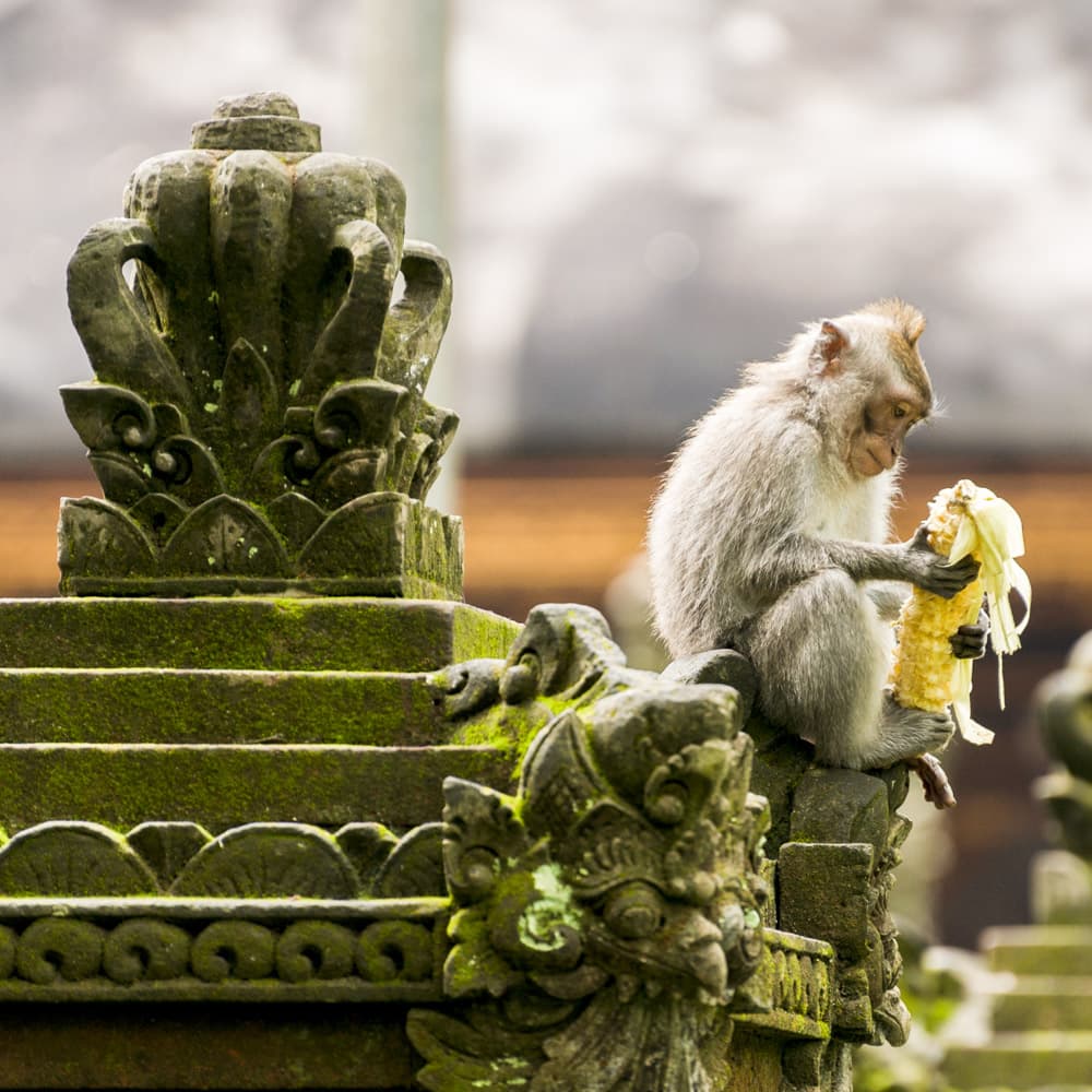 Ubud Monkey Forest — 