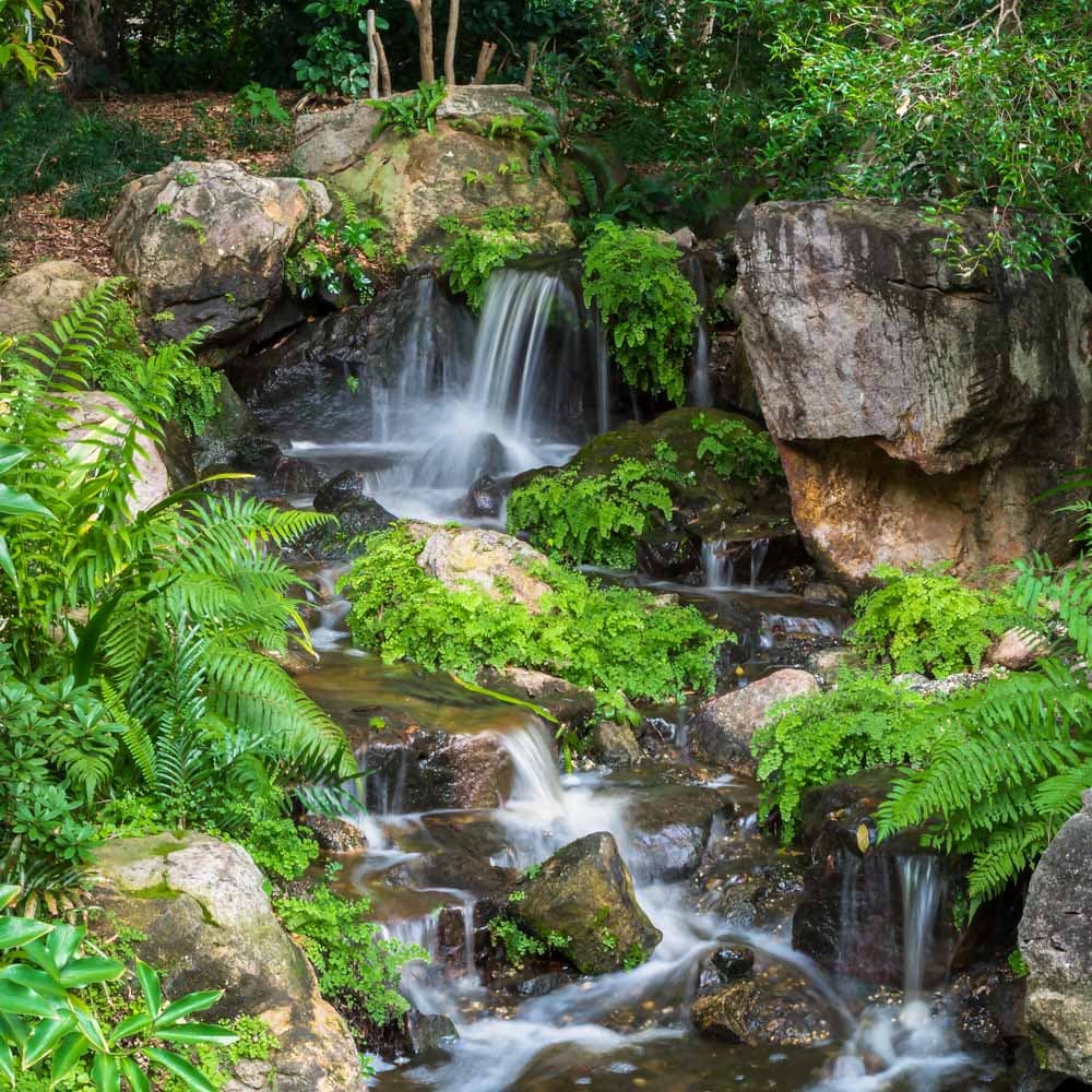 Brisbane Botanic Gardens — 
