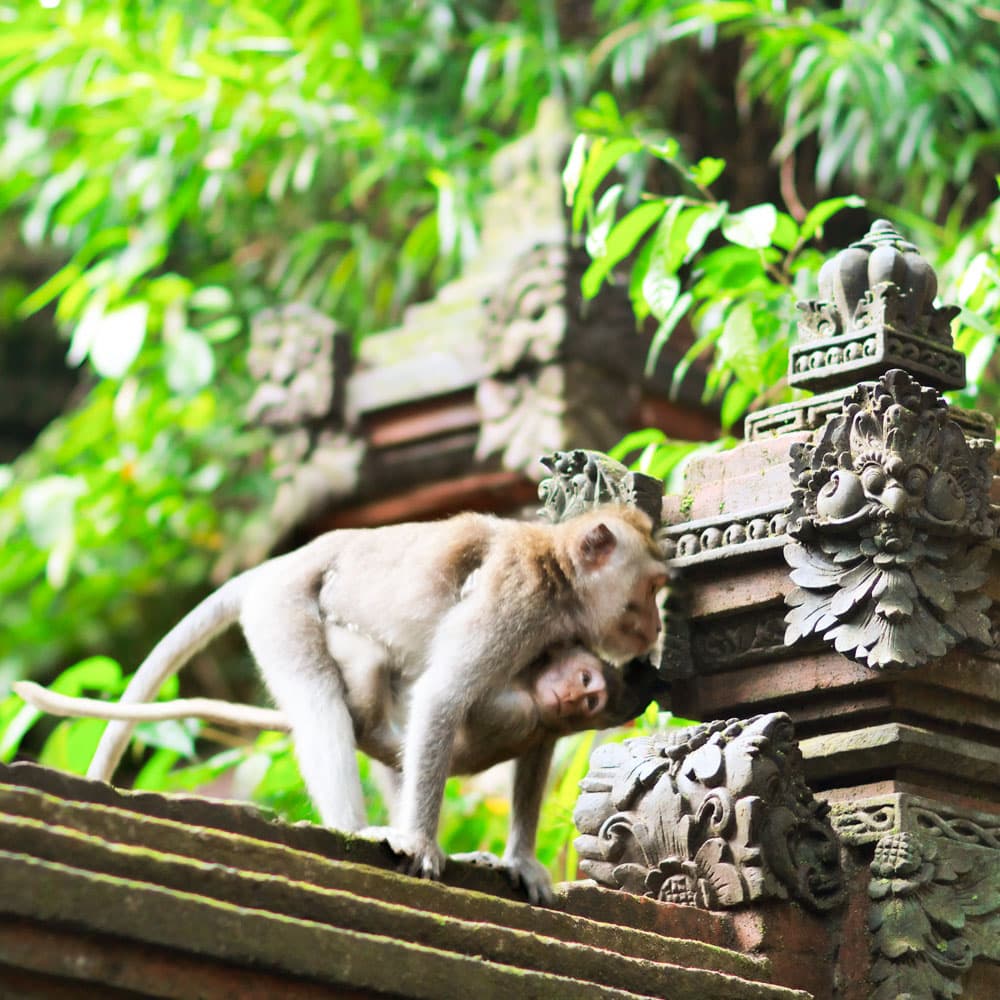 Ubud Monkey Forest — 