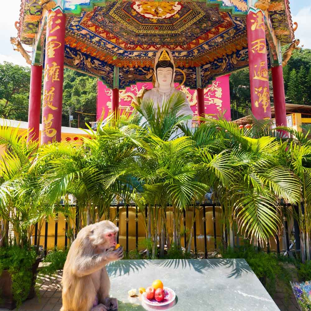Ten Thousand Buddhas Monastery — 