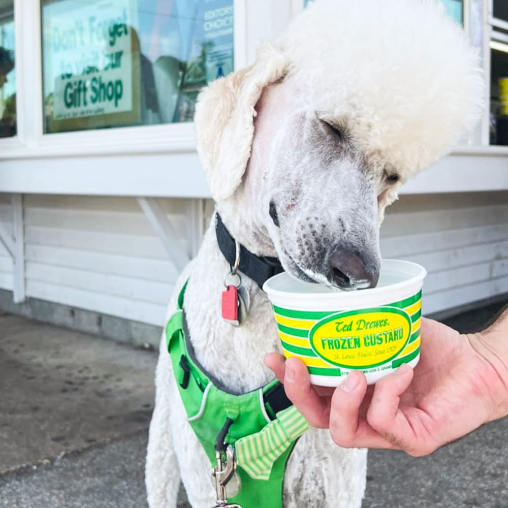 Ted Drewes Frozen Custard — 