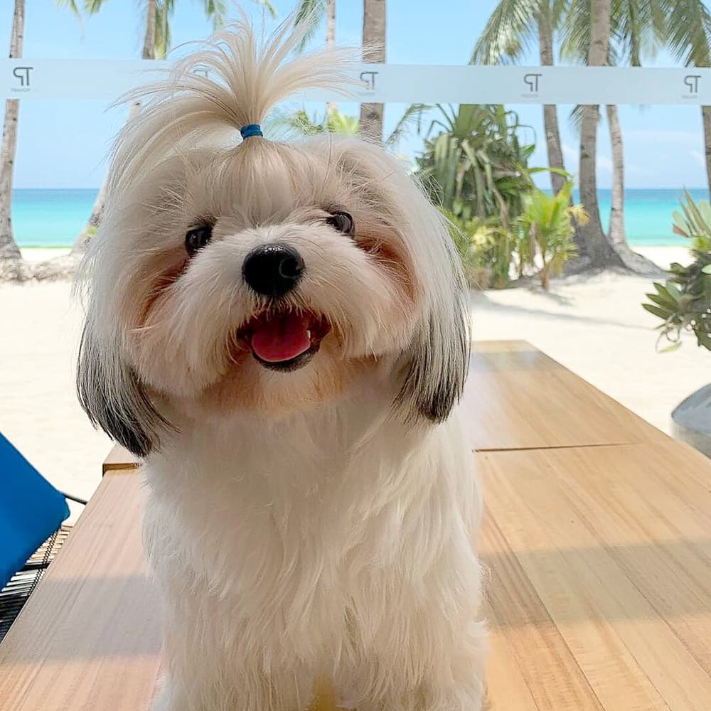The District, Boracay — 