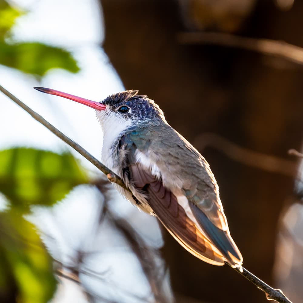 The Paton Center for Hummingbirds — Southern Arizona, Arizona, United States, North America