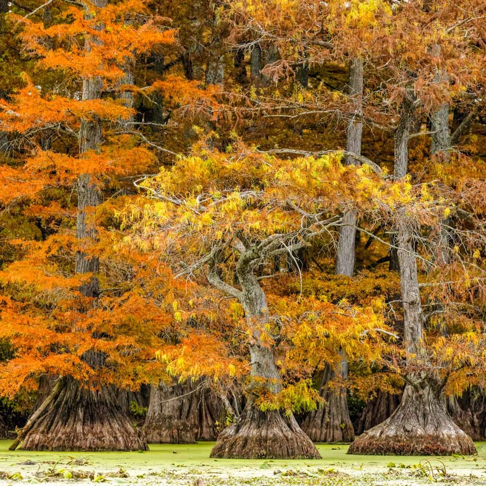 Reelfoot Lake State Park — 