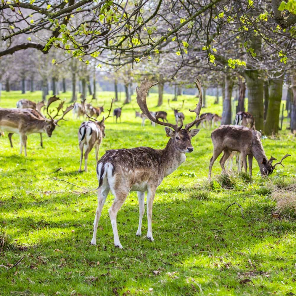Phoenix Park — Dublin, Republic of Ireland, Western Europe