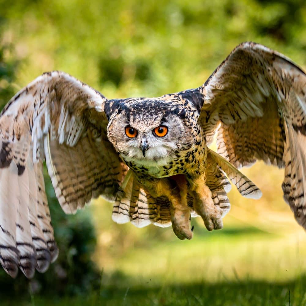 West of England Falconry — Bath, England, United Kingdom