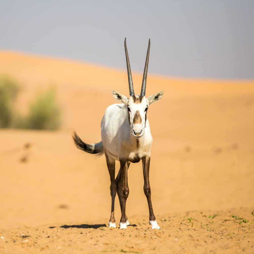 Sharjah Safari — Sharjah, United Arab Emirates, Middle East