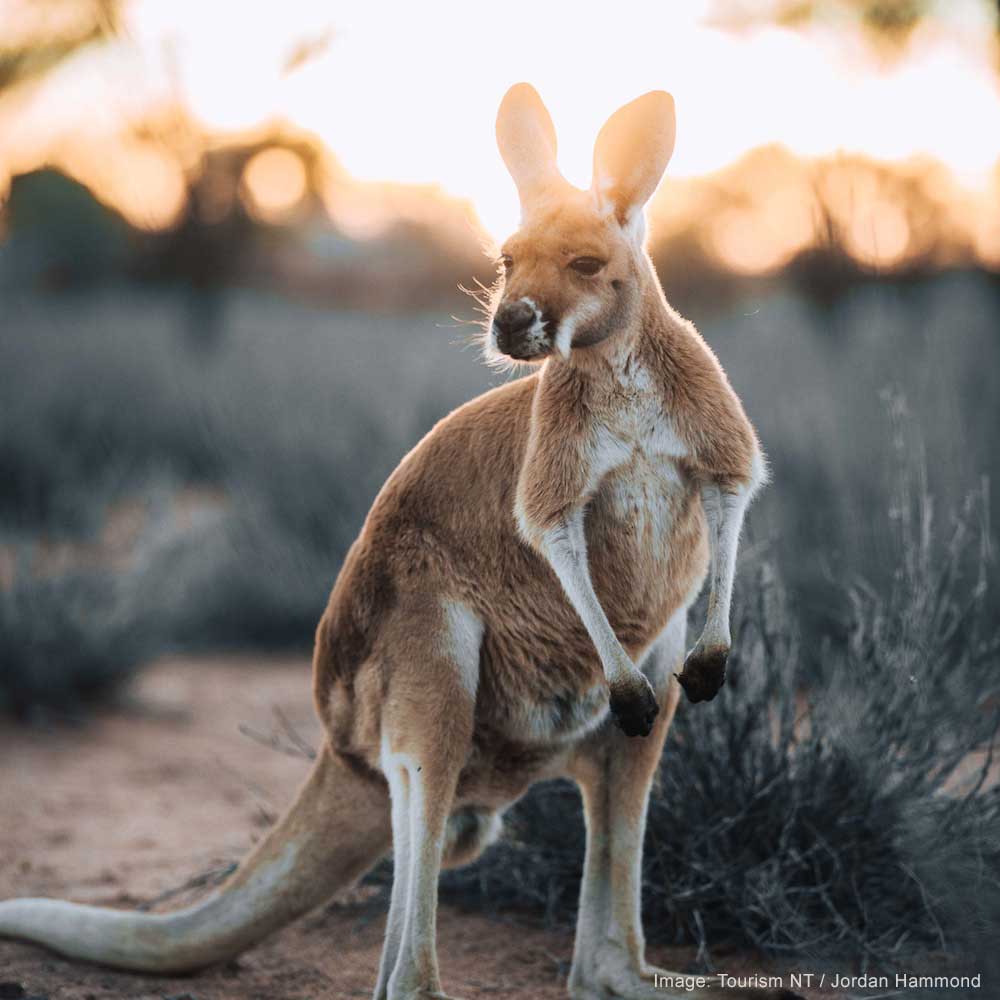 Alice Springs