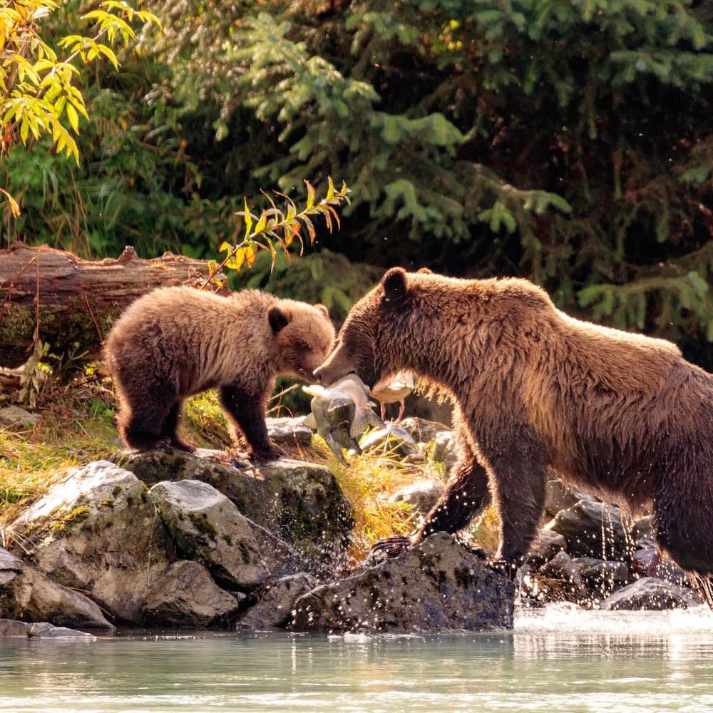 Alaska