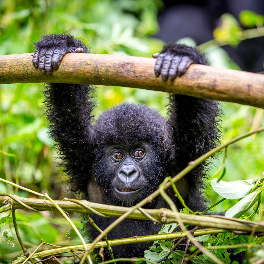 Rwanda