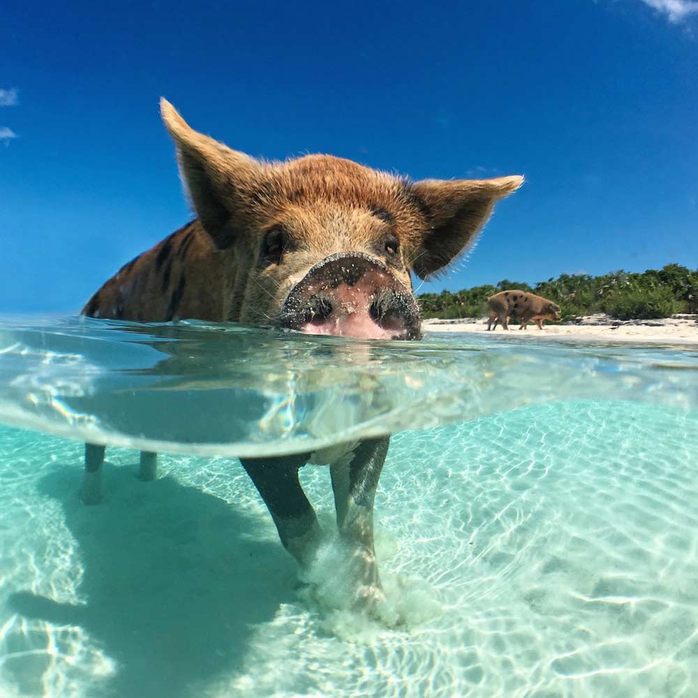 The Bahamas