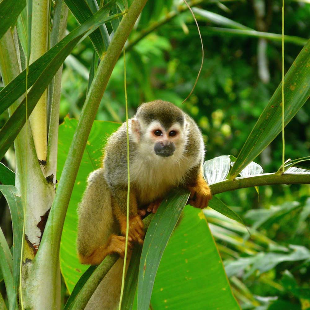 Costa Rica