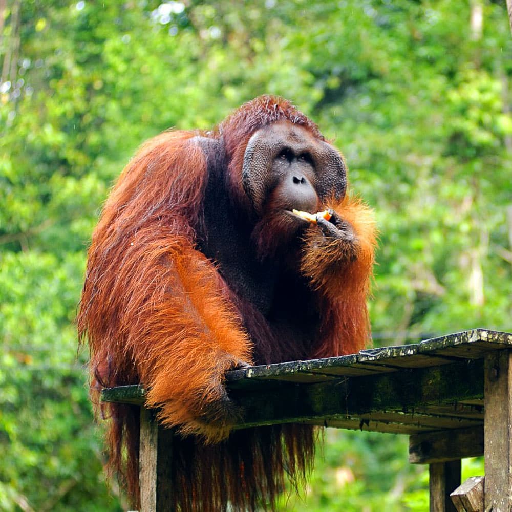 Sarawak