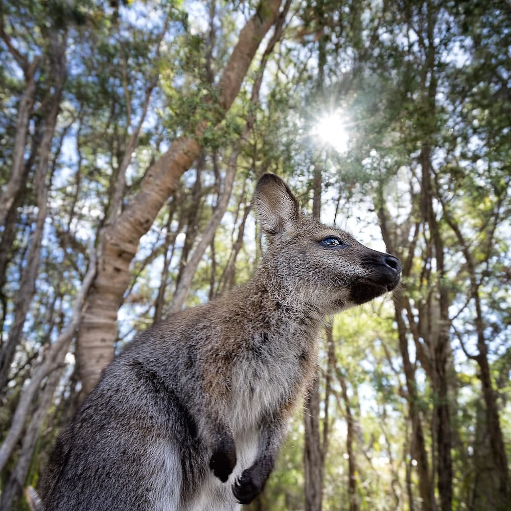 Tasmania