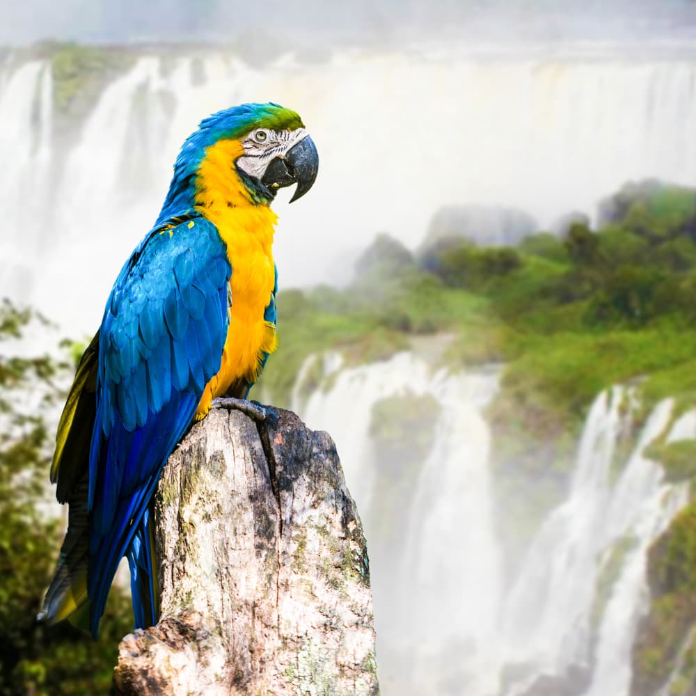 Brazil