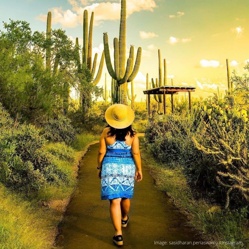 Saguaro National Park — Tucson, Southern Arizona, Arizona, United States, North America