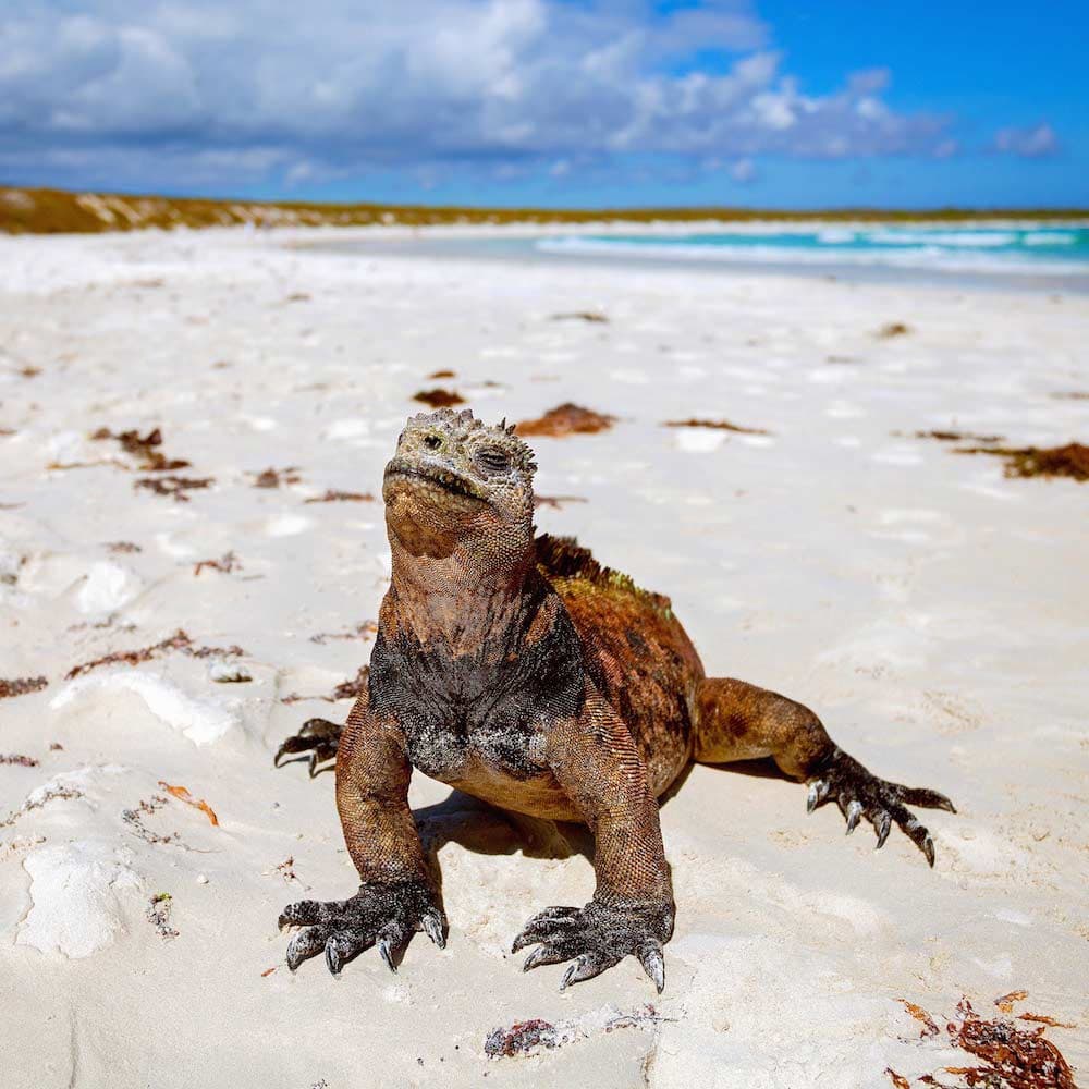 Galapagos Islands — Ecuador, South America