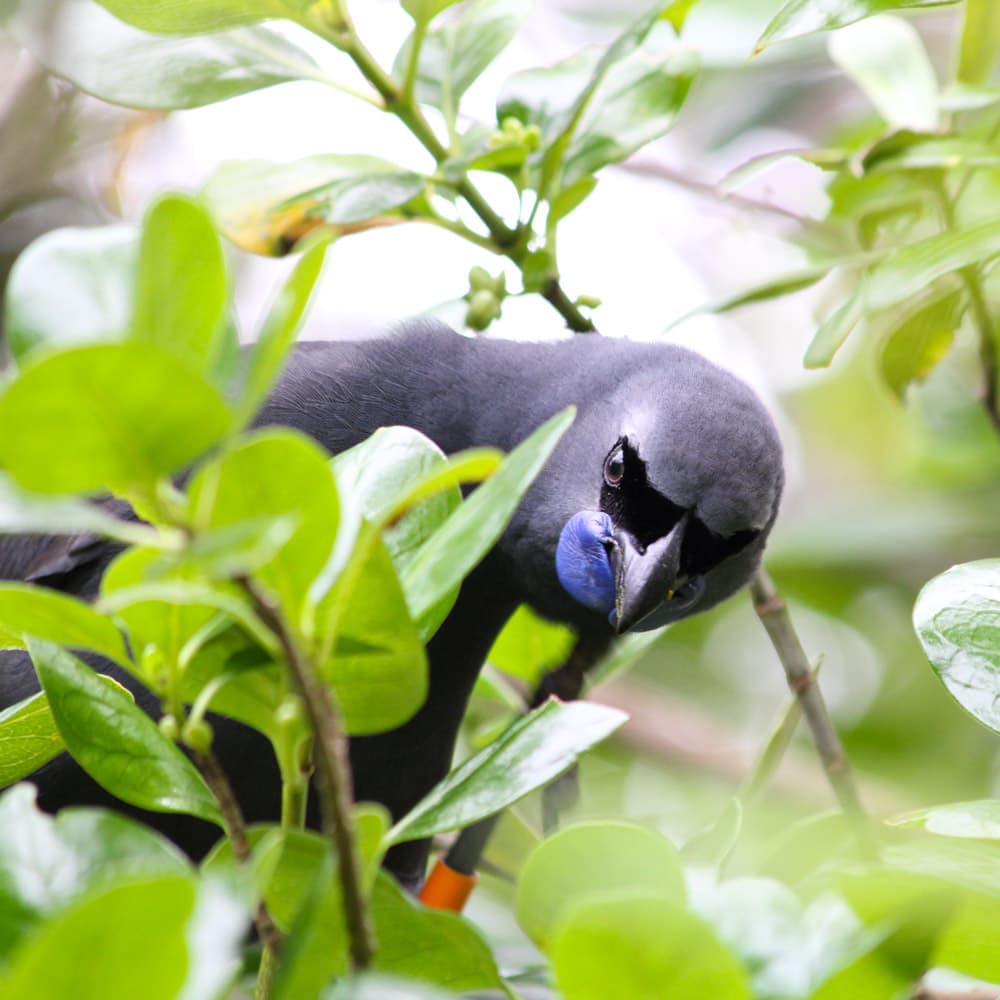 Tiritiri Matangi Island — Auckland, North Island, New Zealand, Oceania