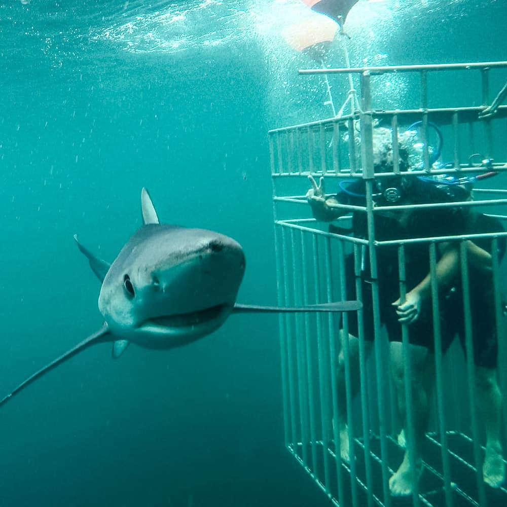 Sea Turtle Dive Charters — Long Island, New York, United States, North America