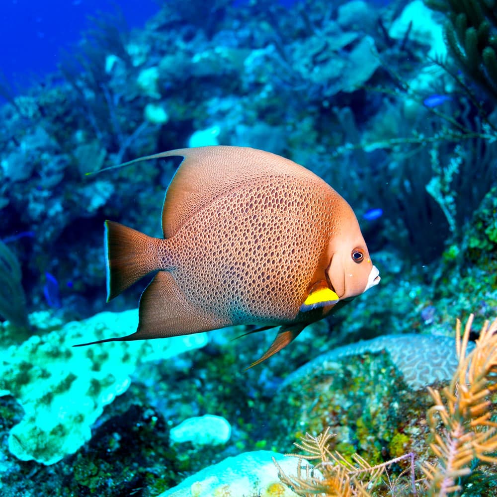 Turneffe Atoll — Belize, Central America