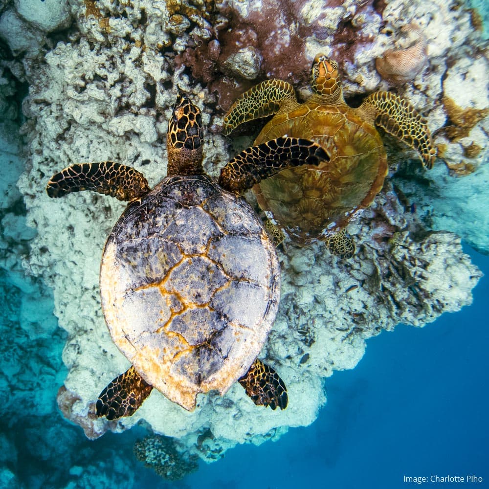 Edna's Anchor, Rarotonga — Cook Islands, Oceania