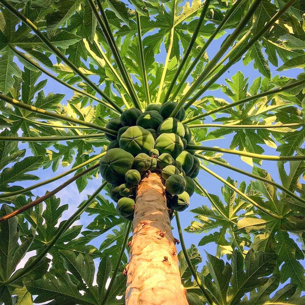 Maire Nui Gardens & Cafe — Cook Islands, Oceania