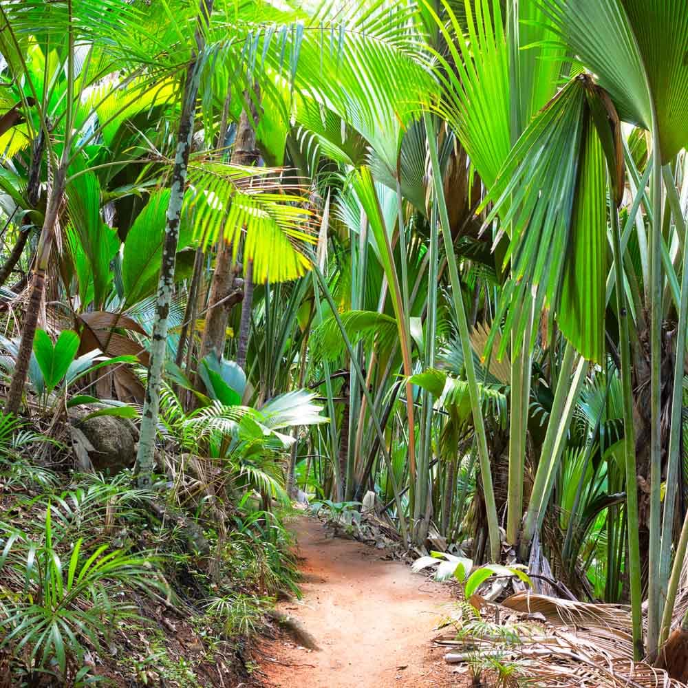 Vallée de Mai Nature Reserve — Praslin, Seychelles, Africa