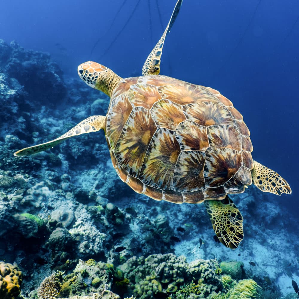 Moalboal — Philippines, Asia