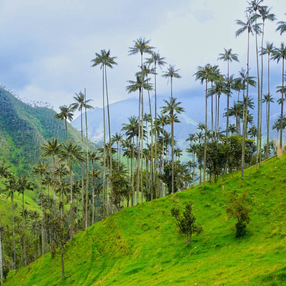La Carbonera — Colombia, South America
