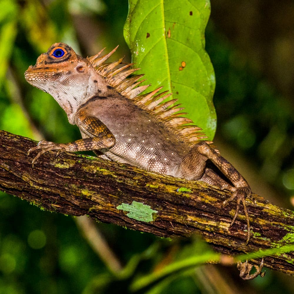Gunung Gading National Park — Sarawak, Malaysia, Asia