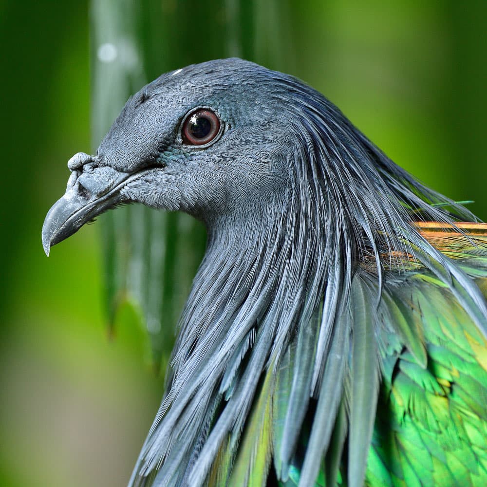 Hauta Highlands — Solomon Islands, Oceania