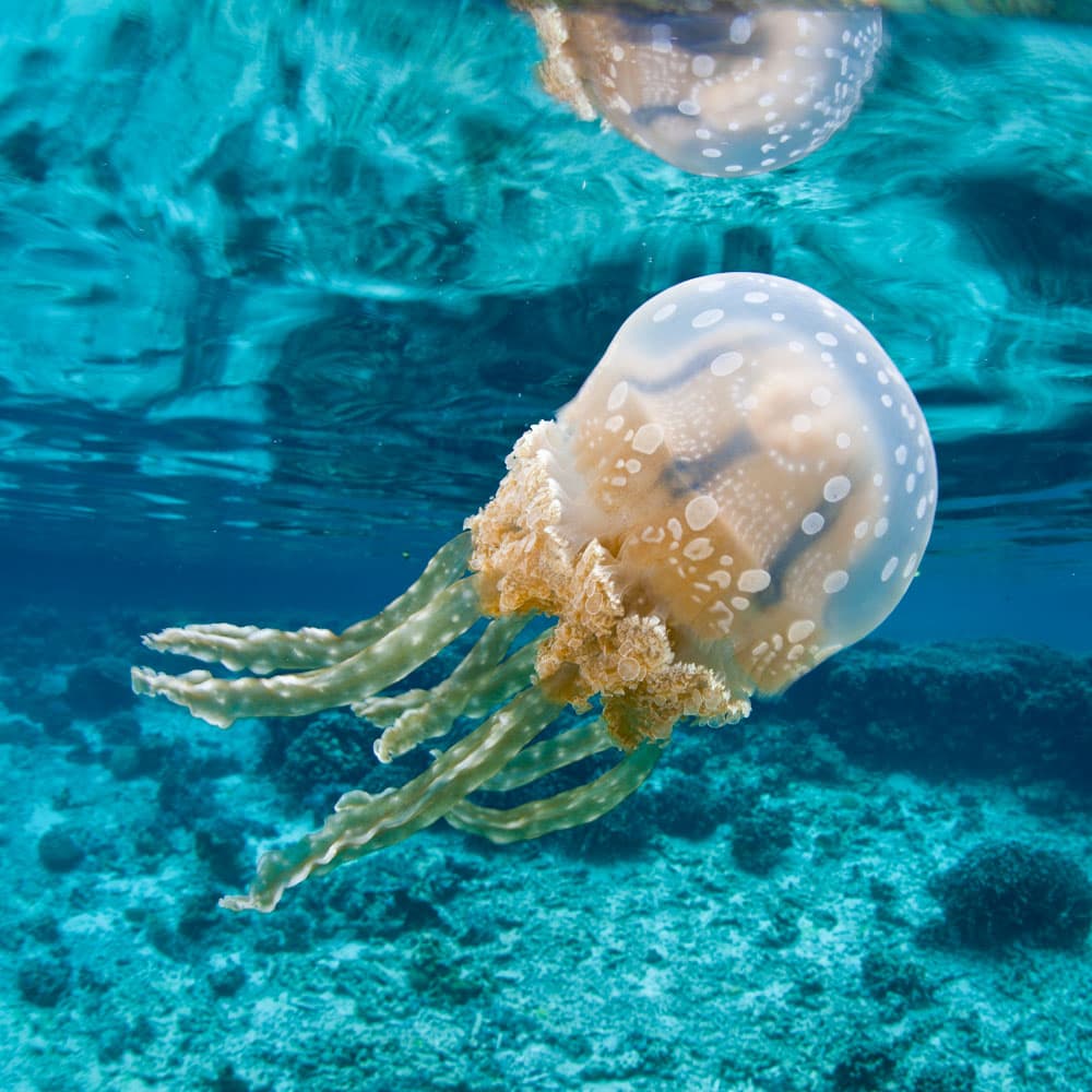 Jellyfish Lake — Palau, Oceania