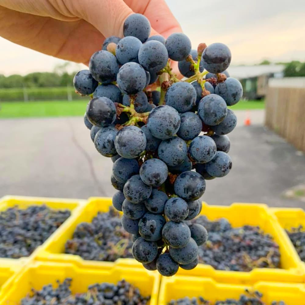 Macari Vineyards & Winery — Long Island, New York, United States, North America